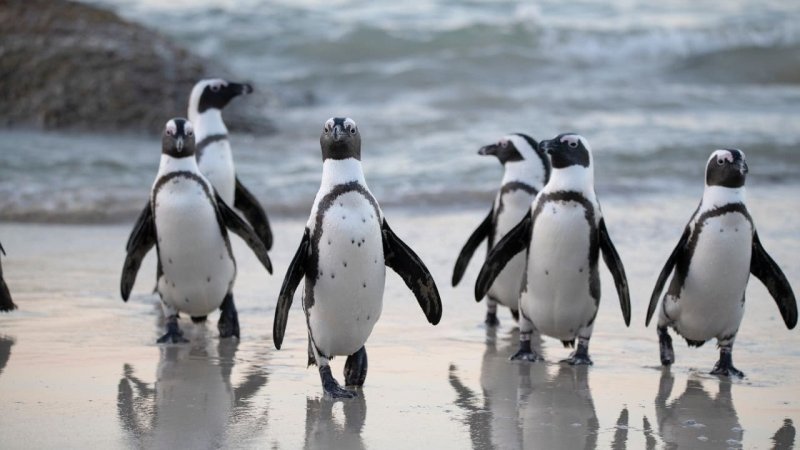 Penguins